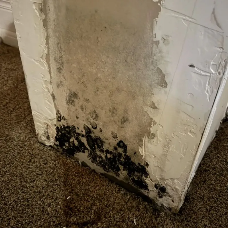 Professional Mold Removal in Nicoma Park, OK